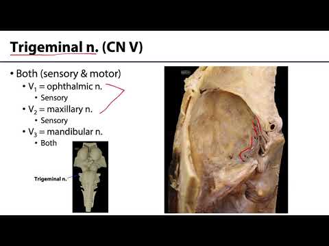 Cranial Nerves - M1 Learning Objectives