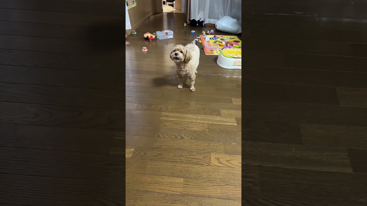 ワァン♡パート3 #沖縄 #犬 #マルプー