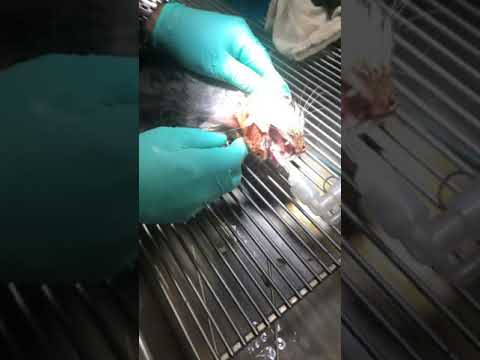 Post op cat abscess
