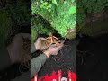 Can Ginseng Run Away जिनसेंग भाग सकता है #viral #shorts #Wild Medicinal Materials 63