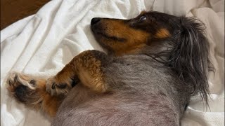 昨日ライブできなかったので振替ライブ🐶 | 作業や勉強、睡眠のおともに | 犬のいる暮らし