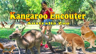 Video Category A Day With A Kangaroo Australia Zoo