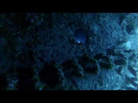 Key Largo  Duane / Spiegel Grove Wreck GoPro 3 (Full HD)