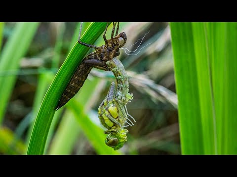 Dragonfly Detectives