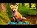 Peaceful Forest Animals 4K With Calm And Relaxing Music Bird Sounds And Nature Sounds Forest Life