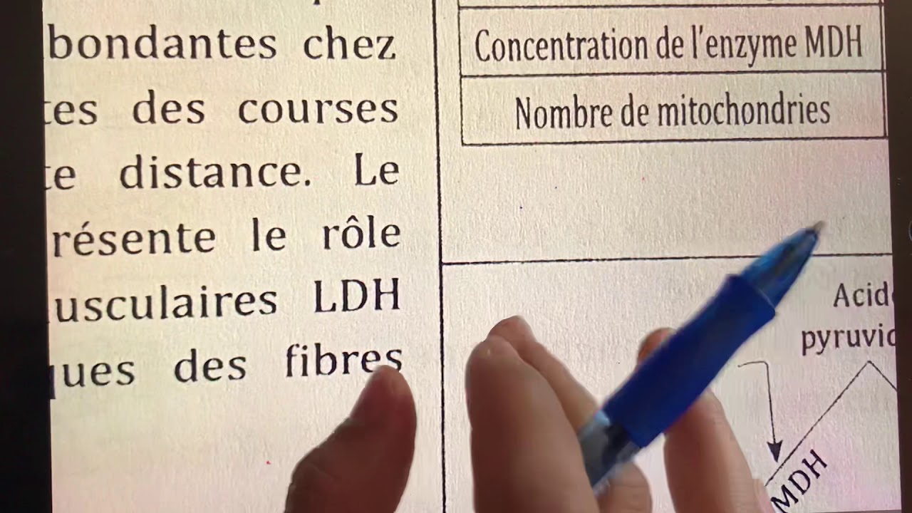 Exam: exercice respiration et fermentation