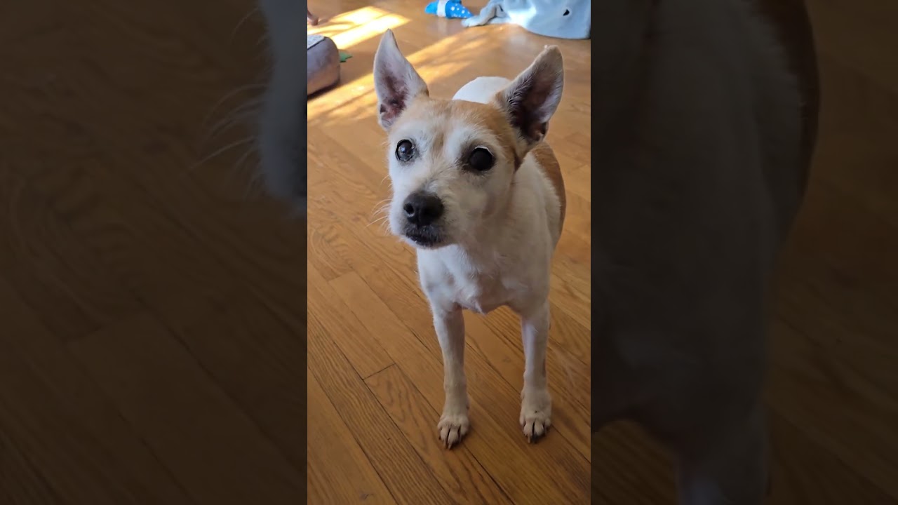 Gillie, a ADOPTABLE mixed breed in Bowie, MD video 3/3