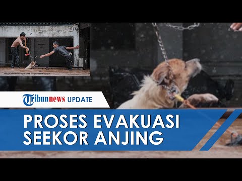 Tag Banjir Di Jakarta Seekor Anjing Yang Terikat Di Pagar Depan