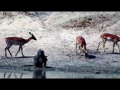 Baboons with Impala and Nyala drinking at Djuma Cam 9/9/25 (zoomie stream internet issues)