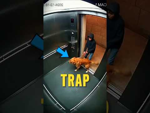 NEVER IGNORE YOUR DOG ‼️😱