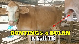 Download lagu Characteristics of pregnant cows 5-6 months pregnant 2 times IB# mp3
