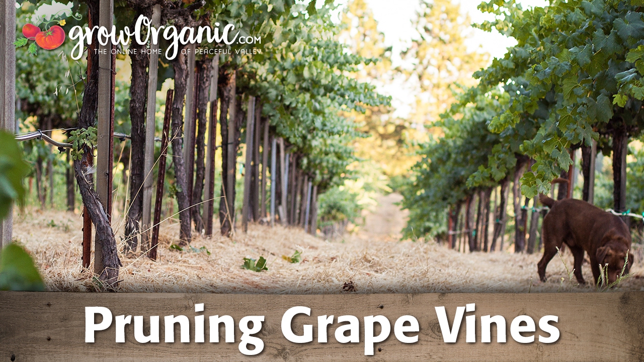 Winter Pruning Grape Vines - YouTube