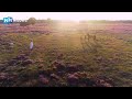 Hilversumse heide in bloei