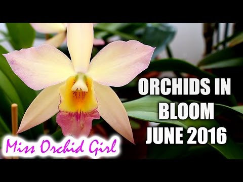 Orchids in bloom - June 2016