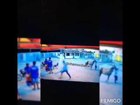 El zorro en República Dominicana