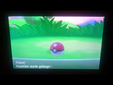 Pokemon y shiny Nr.54 Trapinch/knacklion