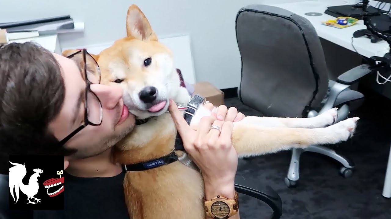 RT Life - Pets Play Mario Kart
