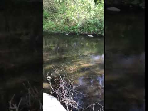 So nice hearing the creek at night.