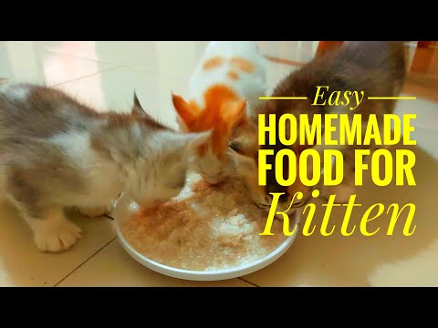 #Easy_Recipe - How to Make Kitten Food - Easy Homemade Cat Food (Cat Care)