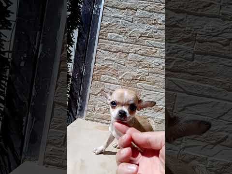 Vendita Cucciole di Chihuahua toy