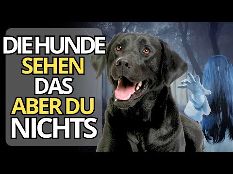 12 Dinge, die dein Hund sehen und hören kann, aber du NICHT kannst | Die Spiritualität der Tiere