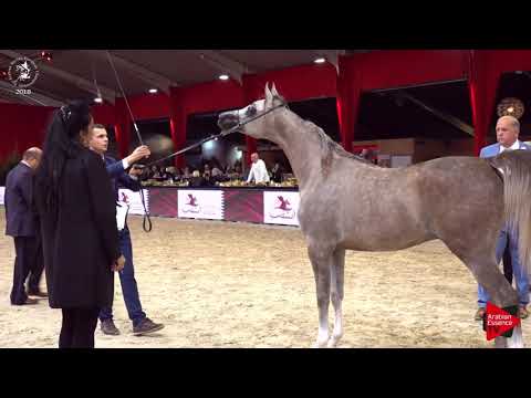 N.39 EMAR AVI - Lier 2018 - Yearling Colts (Class 2B)