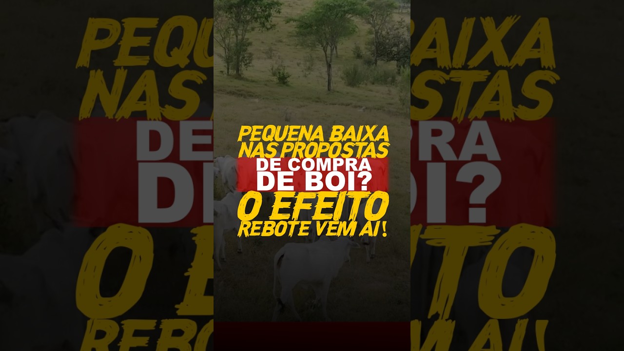 PEQUENA BAIXA NAS PROPOSTAS DE COMPRA DE BOI? O EFEITO REBOTE VEM AI!