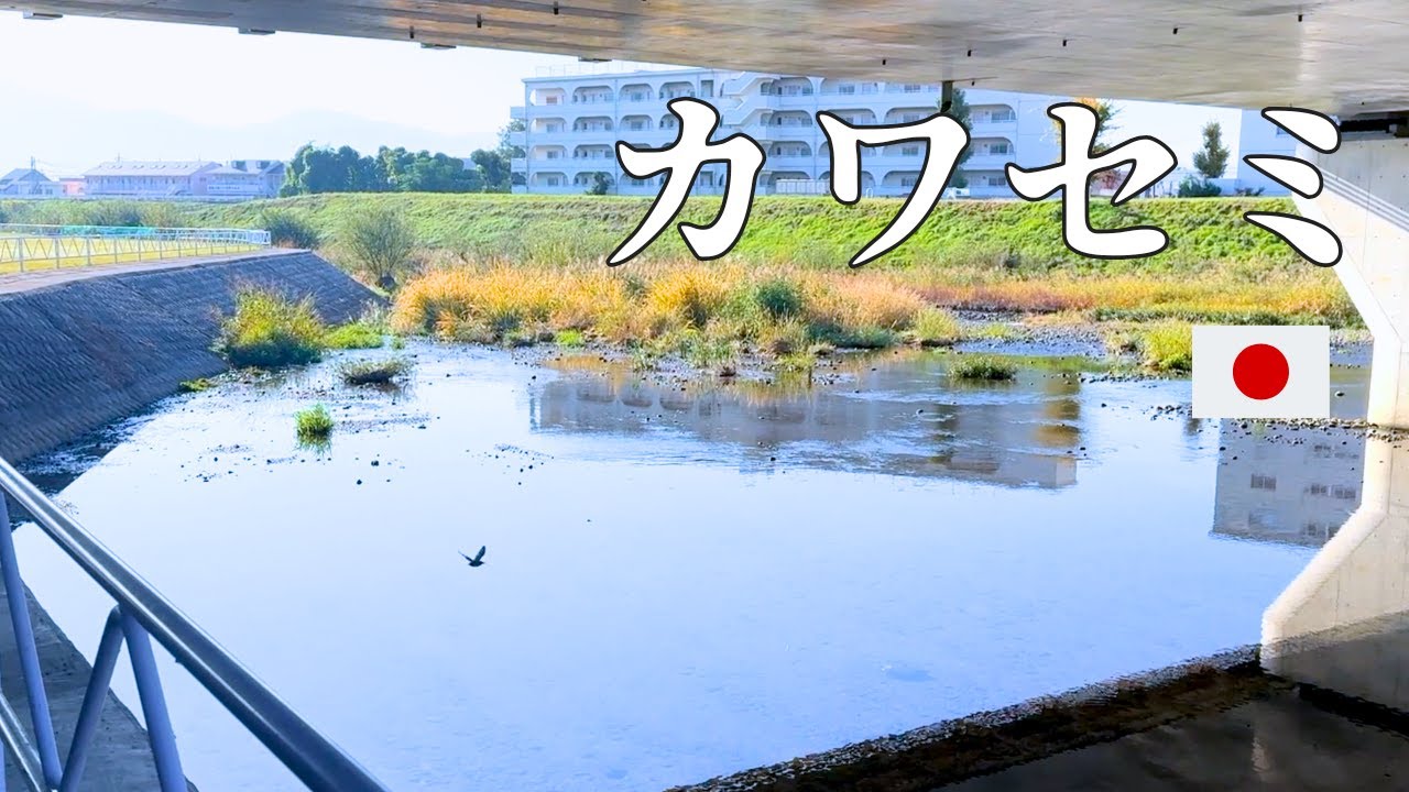 Japanese Listening Practice | Let's Go Find Kingfisher!