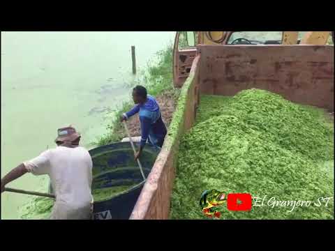 #Producción de #Lemna para alimentación #animals #tilapia #duckweed #fish