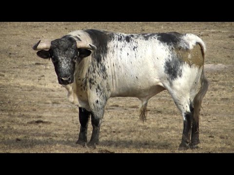 Los Toros Bravos para Fermoselle 2022