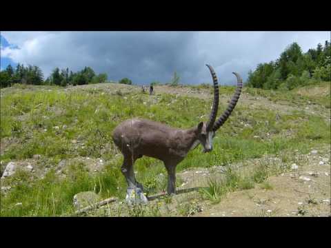 3D Bogenparcours 070617 - Doren Österreich