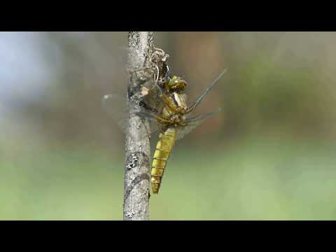 Laposhasú acsa (szitakötő ) átalakulása...  ( Dragonfly's metamorphosis )