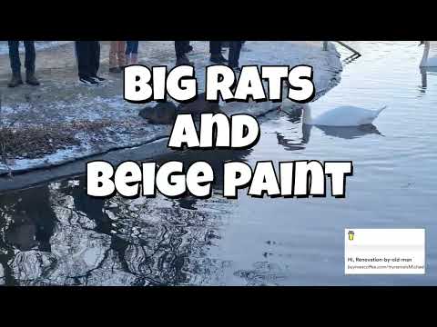 Big rats and beige paint from Paris to the Loir-et-Cher