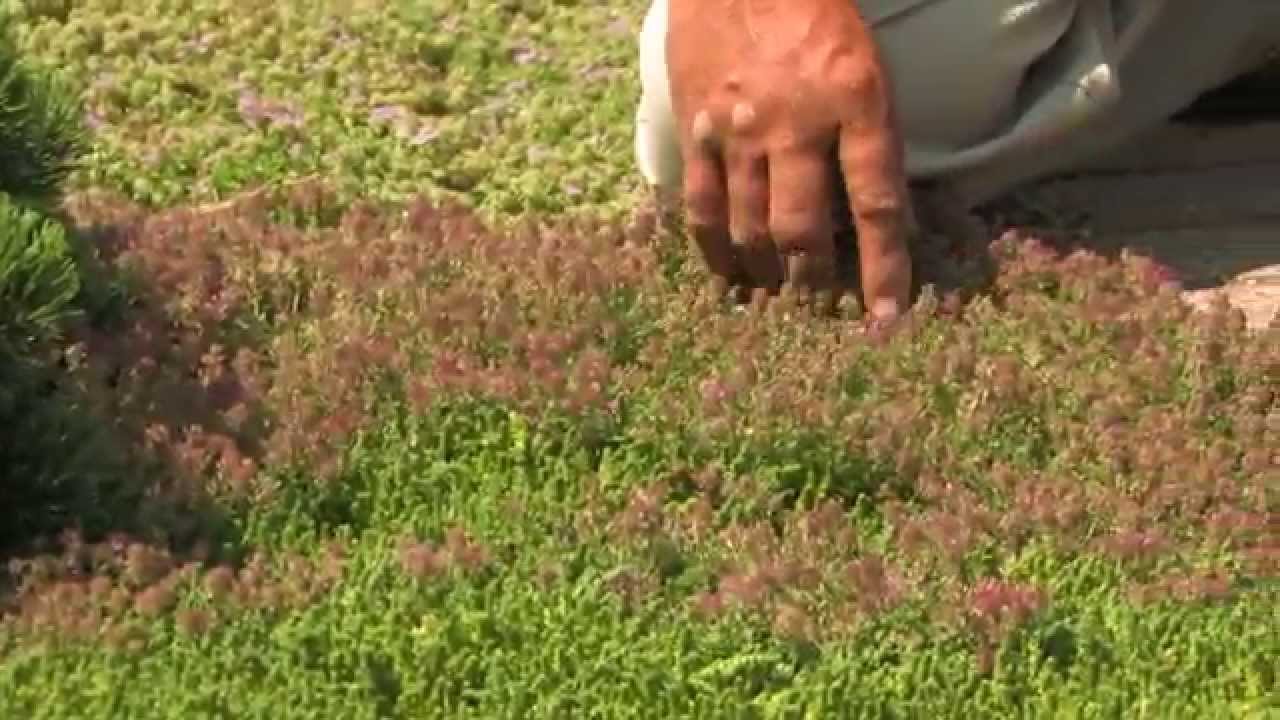 Thyme as a Groundcover - YouTube