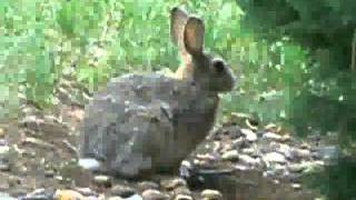 The Fixx: "Cause to Be Alarmed" (featuring bunnies and Curry!!!)