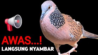 Download lagu Suara Burung Tekukur Gacor Cocok Untuk Pancingan Dan Pikat mp3