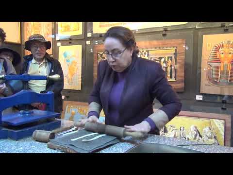 園芸 ドワーフエジプトパピルス、ドワーフナイルパピルス、ドワーフペーパーナッツエッジ