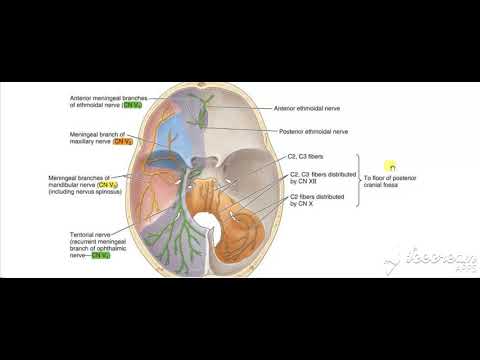 Dura matter nerve supply 2