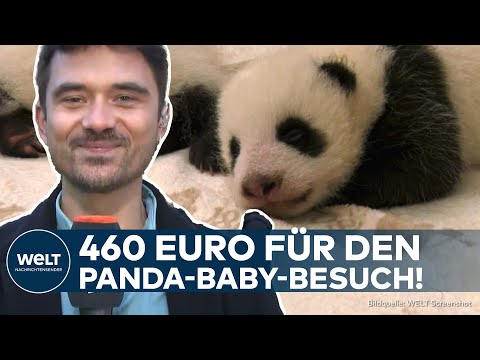 BERLIN: Exklusive Pandas - 460 Euro für einen Blick auf die süßen Zwillinge im Zoo – aber Vorsicht!