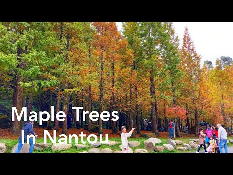 Maple Tree Nantou Taiwan