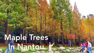 Maple Trees in Nantou .....TAIWAN TRAVEL VLOG.....😘