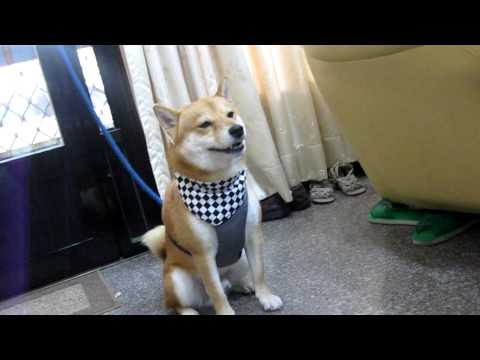 感冒國王陛下出巡~~親臨本府....影片(原發表者:果汁媽)(影片)