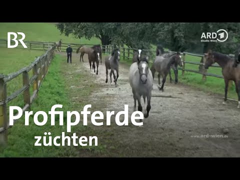 , title : 'Was Profipferdezucht bedeutet - Fohlentrennung | Lipizzaner | Wien | BR'