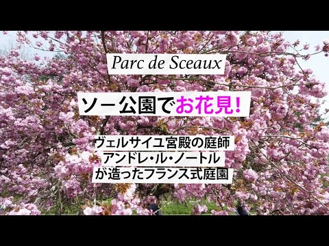 園芸 Lysimachus numularis、Herbe aux écus