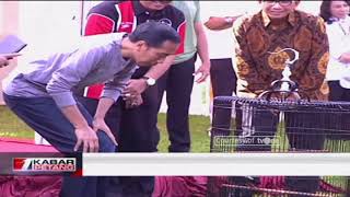 Download lagu Keseruan Presiden Jokowi Ikut Lomba Adu Burung mp3