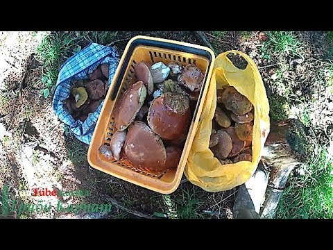 Білі Гриби в Карпатах 27.10.2017.Белые Грибы в Карпатах 27.10.2017.