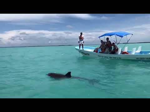 Doplhin in Sian Ka'an Beach - Riviera Maya (Mexico) / Summer 2019
