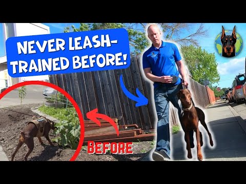 Doberman Rescue In Florida