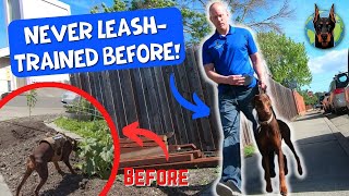 Leash Training a Doberman Rescue Who NEVER Learned the Leash!