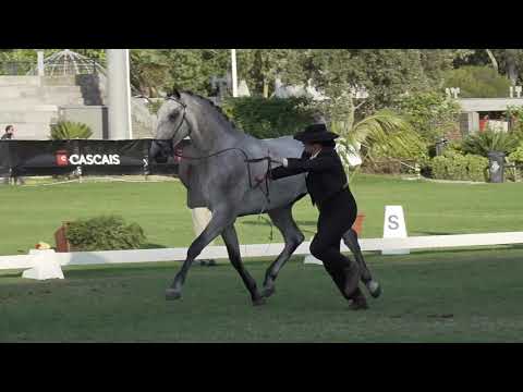 Neptuno das faias no FICPSL 2019 - Medalha de Ouro, 1º Lugar na classe 2 anos